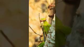 Praying mantis #nature #forest #naturelovers #photography #wildlife #green #shorts #trending #new