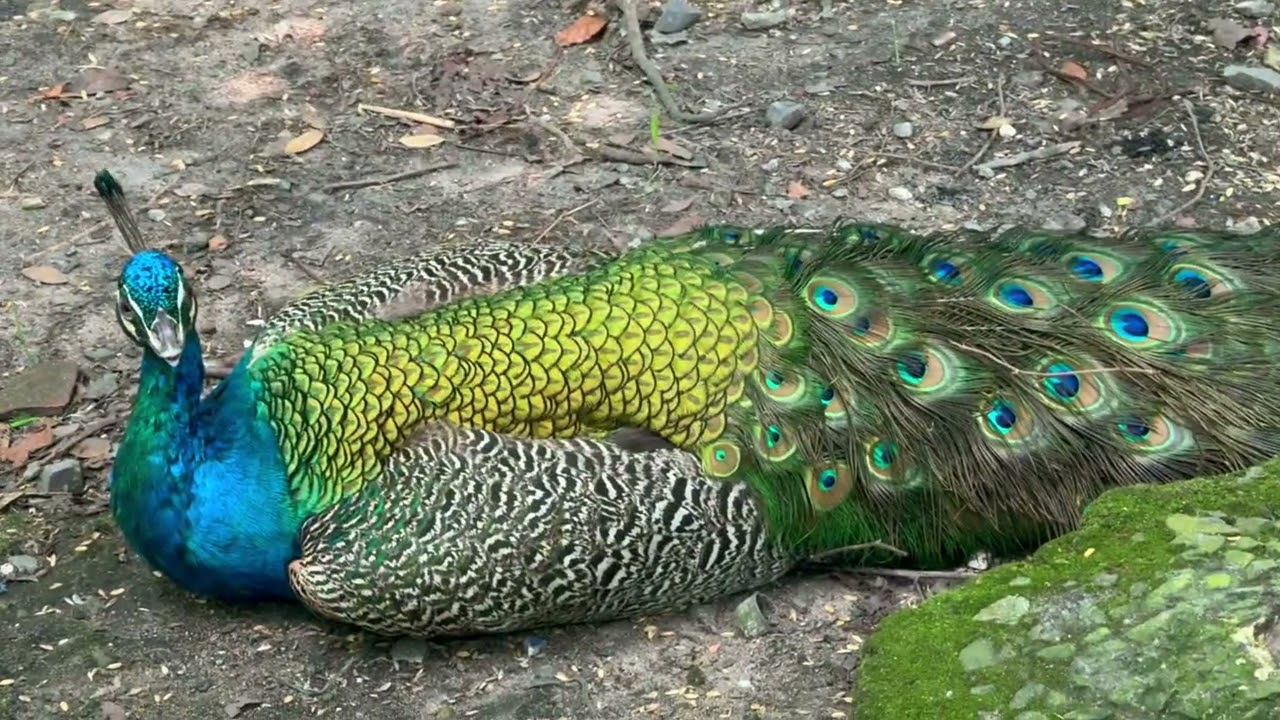 Хошимин зоопарк, трогаю капибар