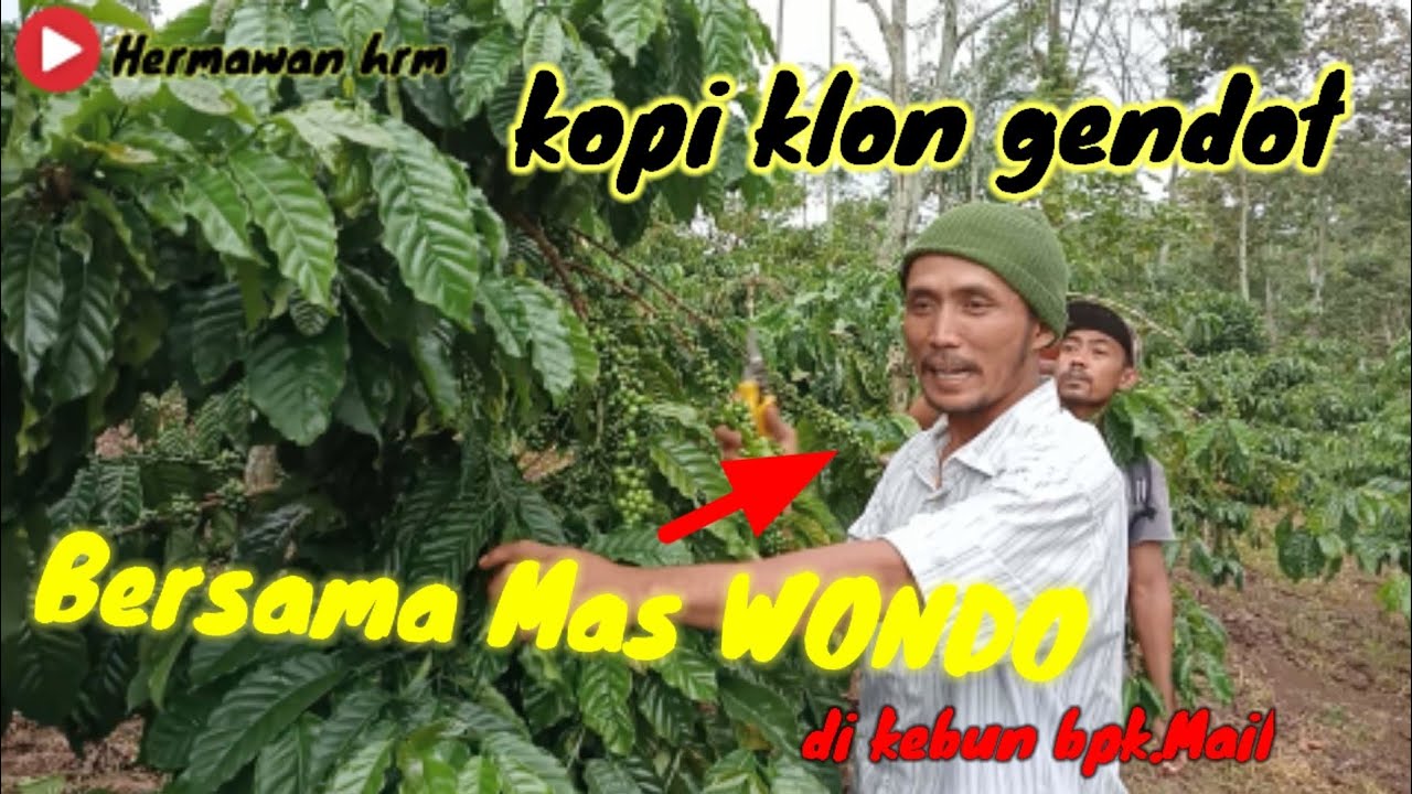 TERBARU ...Review Kopi klon Gendot//Kopi klon Arsyad