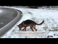 Amazing Transformation German Shepherd Ava. Dog Trainers Hampton Roads Amazing Transformation German Shepherd Ava. Dog Trainers Hampton Roads