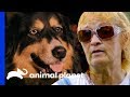 Two Dogs Reunited With Owner After She Is Rushed To Hospital | Pit Bulls & Parolees