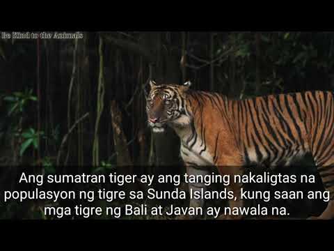 Video: Ilan Ang Uri Ng Tigre Doon