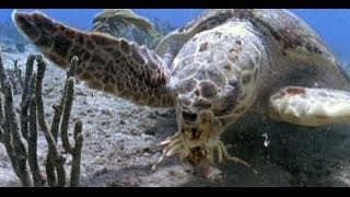 Turtles and Tortoises - Nature Documentary (HD)