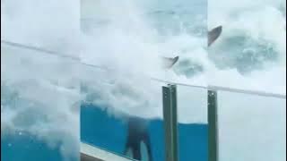 Jessica and dolphin Real video 😭😰// Jessica is no more😭😭// Viral video Jessica and dolphin 