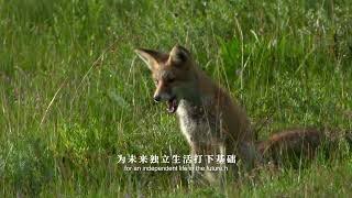 赤狐  red foxes