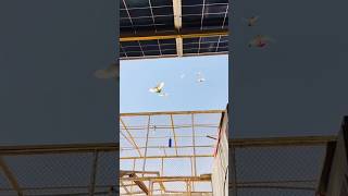 42 temperature low flyer Pigeons landing