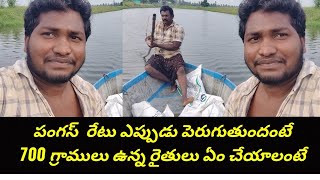 When the rate of pangus fish increases | | gk babu fish farming in telugu | fish tank