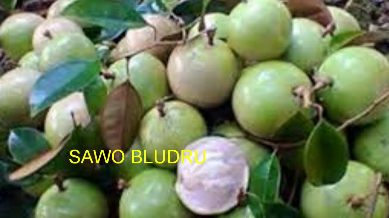 BUAH-BUAHAN FAVORIT ANAK JAMAN DULU || SEKARANG SEBAGIAN SUDAH PUNAH