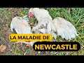 Tout savoir sur la maladie de newcastle