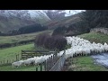 Hill Farmer Herding Sheep With Quad Bike Scottish Highlands Of Scotland