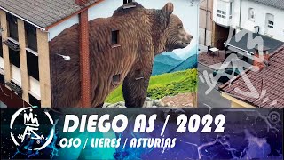 Diego AS / OSO / 2022/ LIERES / ASTURIAS