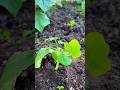 Grafting a cucumber onto a pumpkin rootstock. Will it work? Just testing this crazy garden idea.