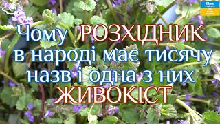 Чому РОЗХІДНИК в народі має тисячу назв і одна з них ЖИВОКІСТ!!! (Glechoma hederacea)