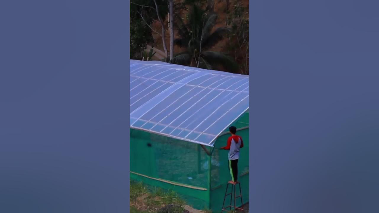 Memasang Insect Net Di Green House Bambu #greenhouse #greenhousebambu #education #shorts Memasang Insect Net Di Green House Bambu #greenhouse #greenhousebambu #education #shorts