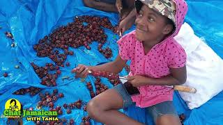 How Jamaicans Prepare Sorrel and Why Do They Drink It? | How Did Sorrel Appear in Jamaica?