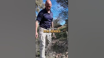 Expert Tip on Desensitizing Your Dog 🦮 #short