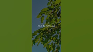 دع أصابعك تشهد لك وأكتب ما تؤجر عليه .💬.          #القرآن_الكريم #الشيخ_محمد_حصان #سورة_التحريم