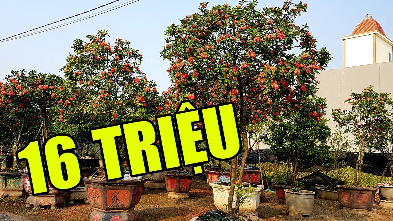 Báo giá một loạt cây hoa mẫu đơn cực rẻ cho các bác