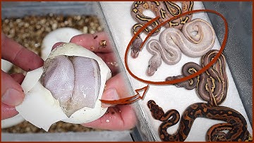 Redstripe Combo Clutch Egg Cutting + they are Het Ultramel!