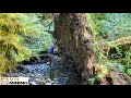 Massive Uprooted Tree Reveals A Gold Deposit!