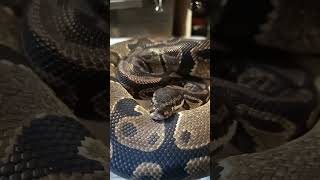 Famous Normal Ball Python | 100% Het Pied Showcase | Wild Type Beauty Wealth