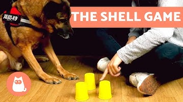 NOSE WORK Dog Training Games 🐶 The Shell Game