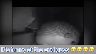 The Hedgehog Sneezed