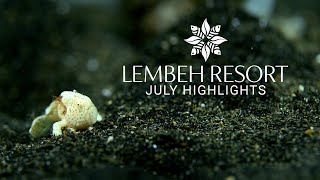 Download Lagu Macro Magic in Lembeh: July’s Critter Encounters MP3 Download Lagu Macro Magic in Lembeh: July’s Critter Encounters MP3