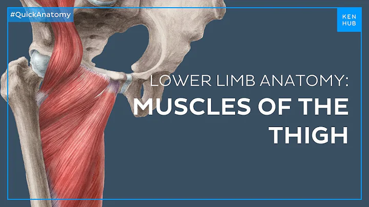 Thigh muscles anatomy: Groups, attachments, functions - Quick Anatomy | Kenhub