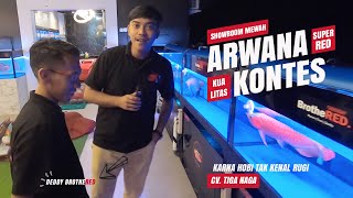 SUPER MEWAH😲  Showroom ARWANA SUPER RED Kualitas Kontes Kumpul Disini || BROTHERED CV. TIGA NAGA