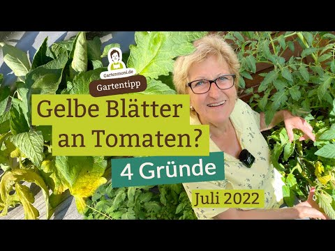 Tomaten bekommen gelbe Blätter? 4 mögliche Gründe und Lösungen