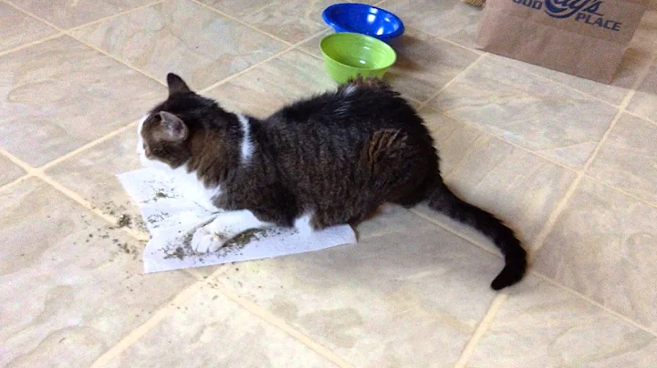 20 year old Franny the Cat having Fun