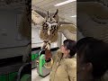 改札で巨大フクロウが翼ひろげてざわつく🦉🚉 #station #kids #owl #funny #japan @chiero_piero