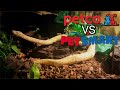 Petco VS Petsmart - Ball Python Care Guides