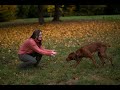 🐶Vizsla I Vizsladog I Our dog I Выжла I Венгерская выжла I Наша собака ❤️