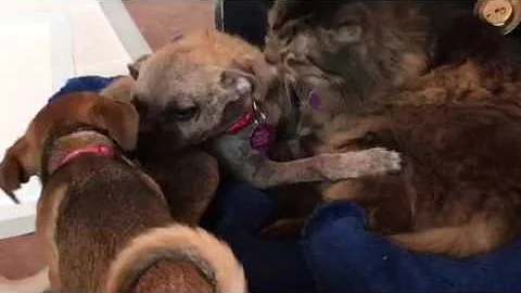 Romeo saved from Texas shelter with mange  is in love with the cat! TracysPaws Foster On!