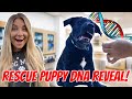 We DNA TESTED Our RESCUE FOSTER PUPPY! | BREED REVEAL *shocking results*