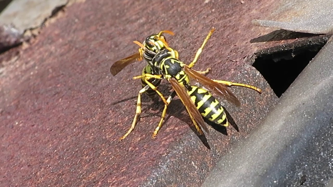 Anche le vespe, nel loro piccolo, s'incazzano! YouTube Anche le vespe, nel loro piccolo, s'incazzano! YouTube