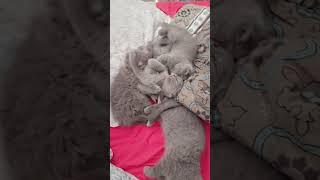 Zarifemin saç yemesiyle uyandık 🤔🐾 #kedi #cat #yavruhayvanlar #sokak #turkishcat #cute #kediler#love