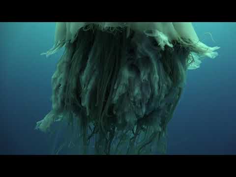 Lion&rsquo;s Mane Jellyfish at  Sail Rock 19 October 2017 Underwater video