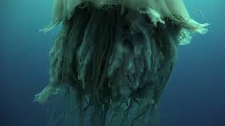 Lion's Mane Jellyfish at  Sail Rock 19 October 2017 Underwater video