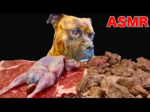 【大食い犬ASMR】生肉と焼肉はどちらも飲み物だと確信したアメリカンブリー