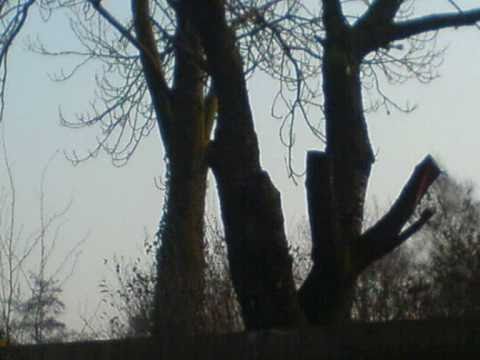 Luuk & Gijs - bomen zijn relaxed