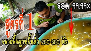 กัดดีเบตต้า สอนเพาะปลากัด เพาะแบบนี้รับประกันขั้นต่ำ 200 ตัวขึ้นไปแน่นอน