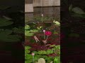 神代植物公園「秋の大温室夜間公開」#jindai #botanical #park #lotus #festival #vlog #cinematic #植物公園 #night #autumn