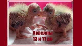 12/3 Птенцы кореллы 11 и 13 дн.-10мая. Папа говорящий. РАЗВЕДЕНИЕ КОРЕЛЛ 3-й сезон