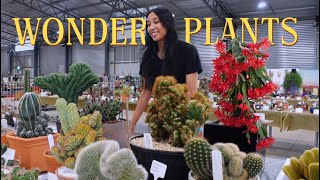 видео: Покупка экзотических и необычных растений на выставке кактусов 🌵 картинка: Покупка экзотических и необычных растений на выставке кактусов 🌵