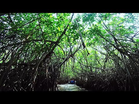 Video: Hutan Bakau Pichavaram di Tamil Nadu: Cara Mengunjunginya