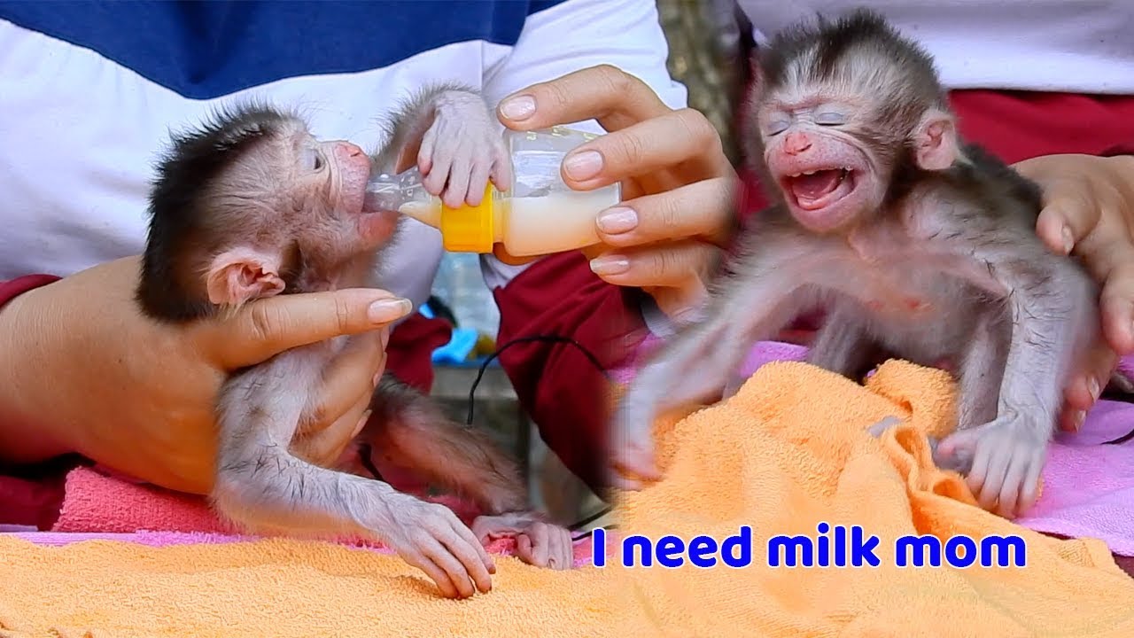 Baby monkey Santa she is crying when she need milk Poor baby hug her