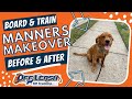 Middle tn dog trainers  55 month old male golden retriever goes from wild to wellbehaved rockstar